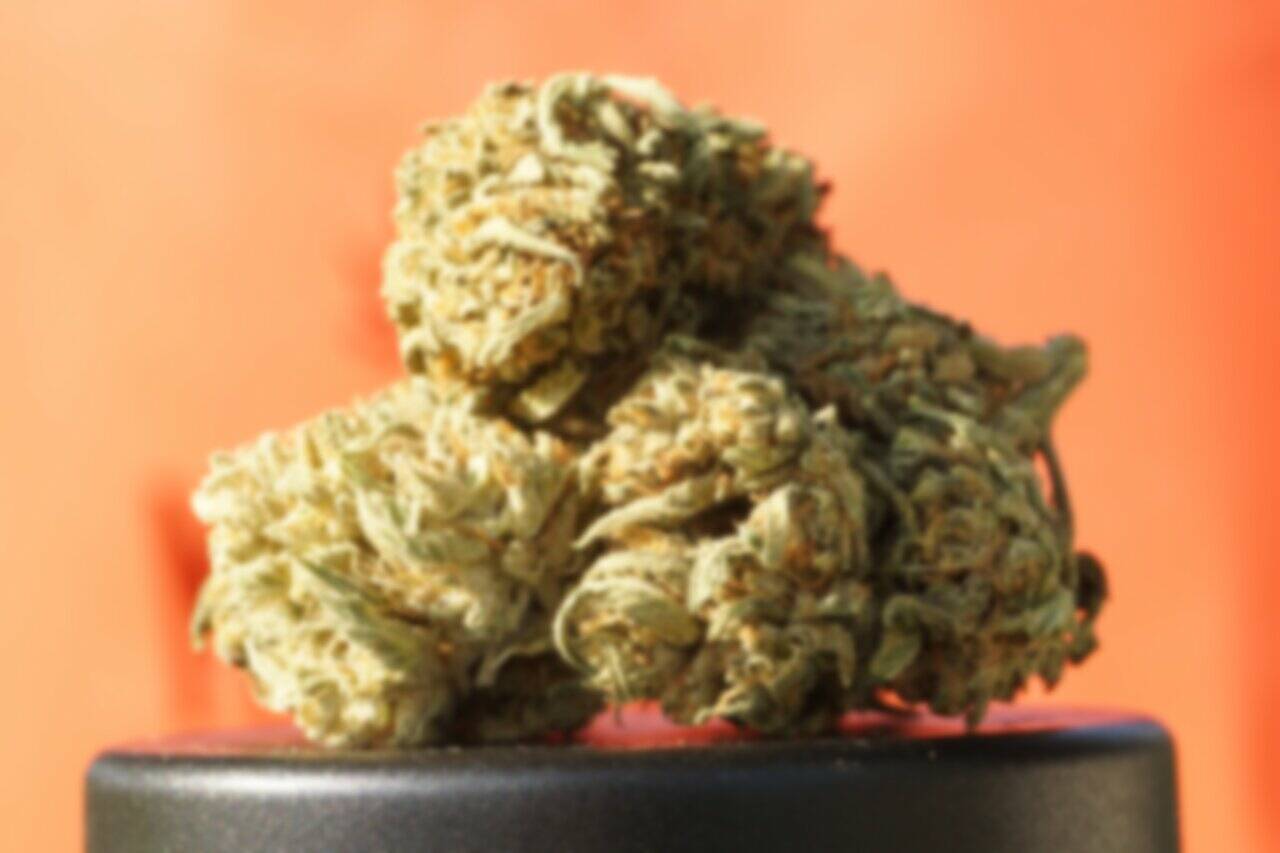 All That You Should Know About Buy marijuana in canada post thumbnail image