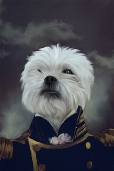 Pets Superhero Wall Art: Unique Ideas For Home Décor post thumbnail image