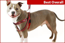 Entrance-fixing large dog harness best to have control of your huge pet post thumbnail image