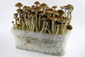 What exactly is there to understand magic mushrooms? post thumbnail image