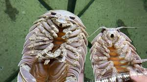 Rubber Ducky Isopods: Charming Invertebrates with a Funny Name post thumbnail image